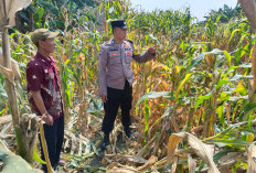 Polsek Tarik Pantau Pertumbuhan Jagung untuk Program Ketahanan Pangan