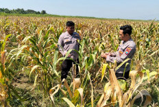 Panen Jagung di Desa Bulang Sidoarjo Capai 20 Ton, Polisi Dampingi Petani