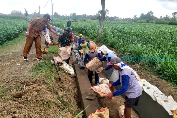 Optimalisasi Irigasi Pertanian, Pemdes Padangan Bangun Talud Sungai Tersier Dusun Balong