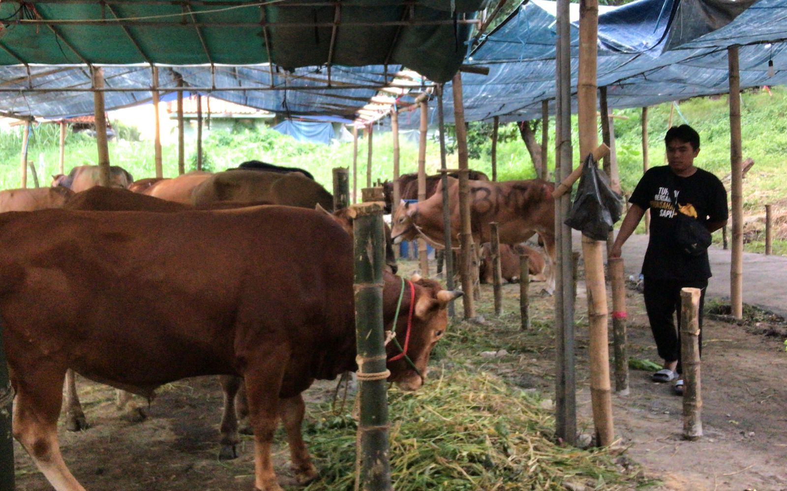 Jelang Iduladha 1443 H, Pedagang Ternak Kesulitan SKKH