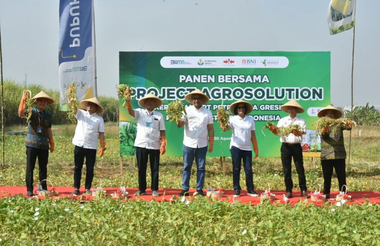 Project Agrosolution Petrokimia Dongkrak Pendapatan Petani Kangkung