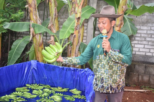 Ripening, Tingkatkan Nilai Tawar Pisang Cavendis Asal Lamongan