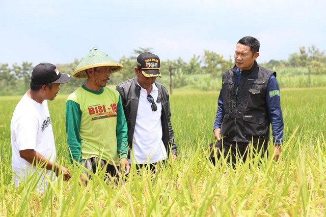 Pak Yes Pastikan Stok Beras Lamongan Aman