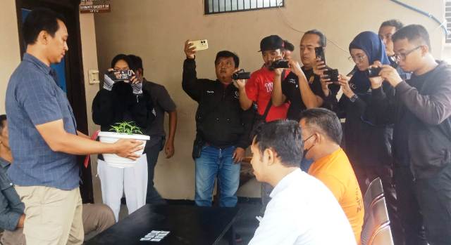 Tanam Ganja, Pengedar Sabu Kemayoran Dibekuk Satresnarkoba Polres Bangkalan