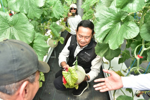 Inovasi Pertanian Hortikultura di Tengah Cuaca yang Tidak Menentu, Lamongan Tanam Melon Hidroponik Premium