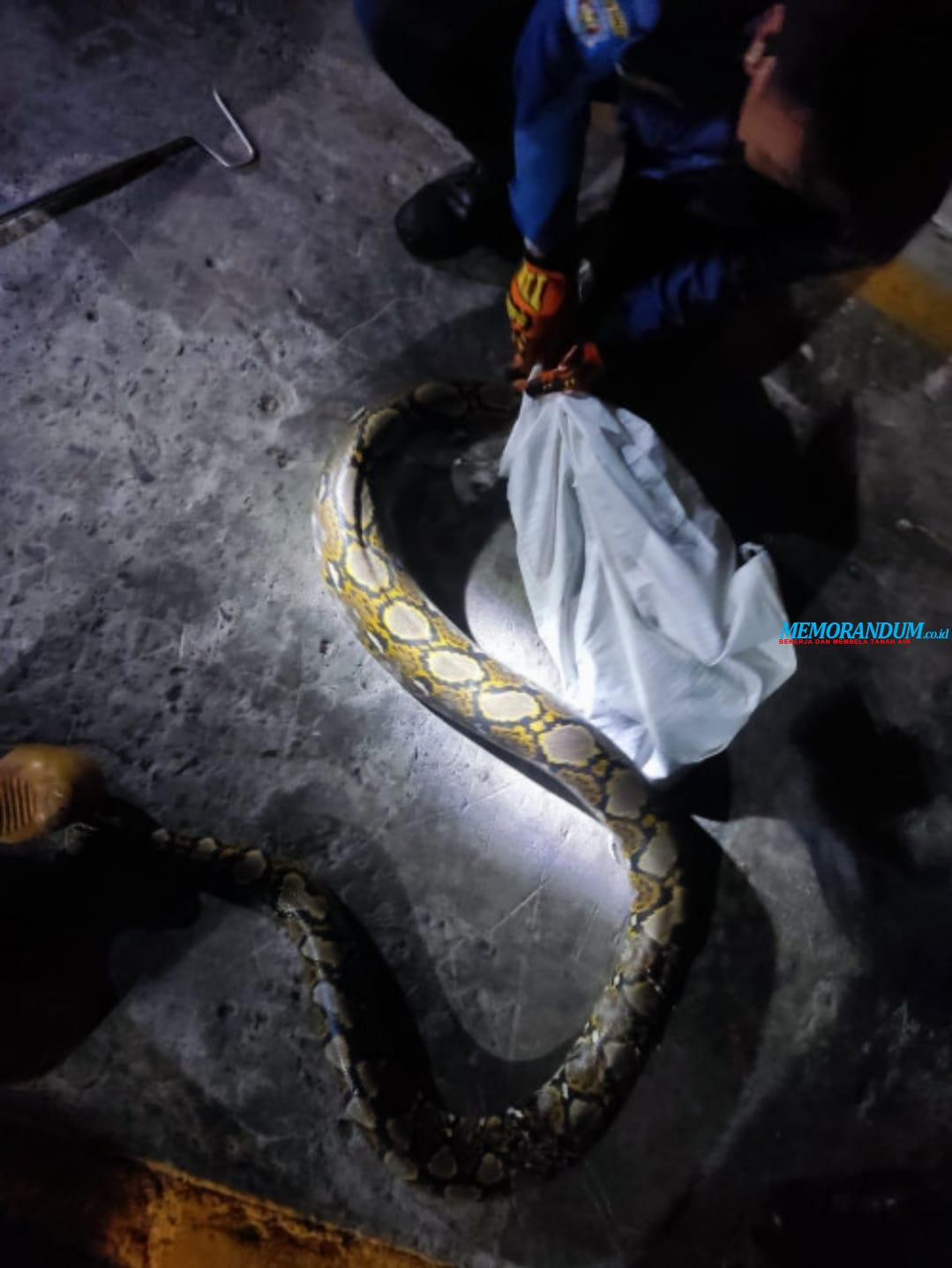 Ular Python 3 Meter Bikin Gempar Babatan Jati