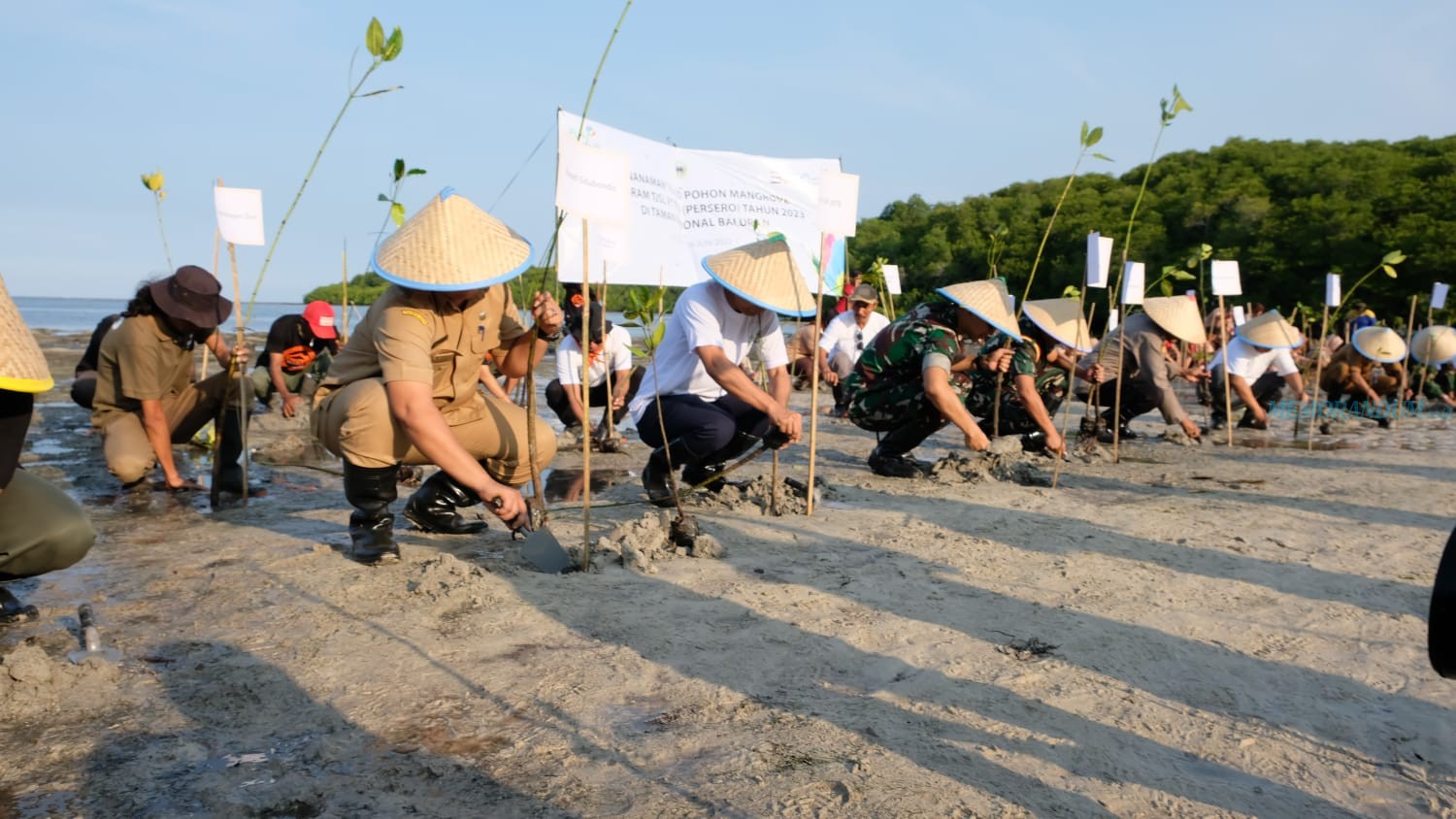 PLN UIP JBTB Gandeng Taman Nasional Baluran Tanam Puluhan Ribu Mangrove