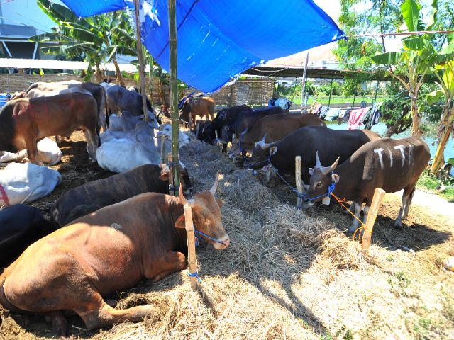 Dilarang Buang Limbah Hewan Kurban Sembarangan