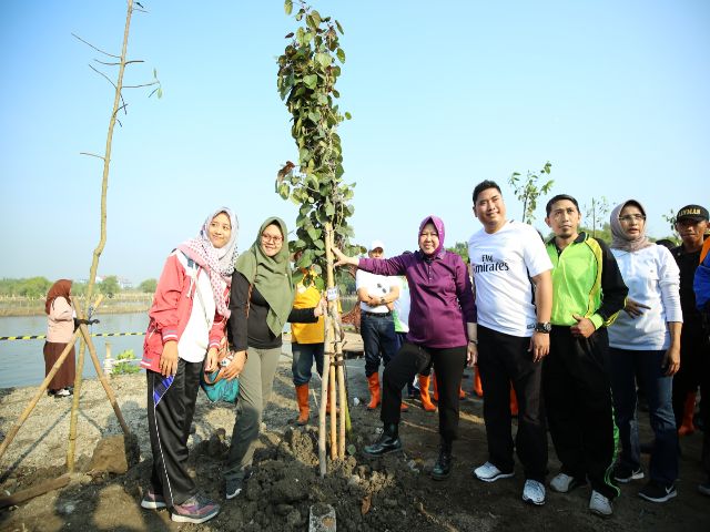 Jadi  Kebun Raya Mangrove, Gunung Anyar Ditanami 50 Ribu Pohon