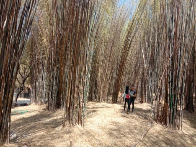 Pengunjung Keluhkan Wisata Taman  Bambu Keputih Kumuh