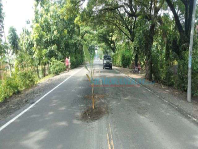 Berlubang, Jalan Nasional di Bojonegoro Ditanami Pisang