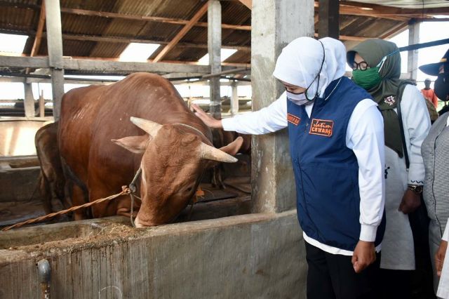 Iduladha, 439.974 Hewan Kurban Disembelih di Jatim