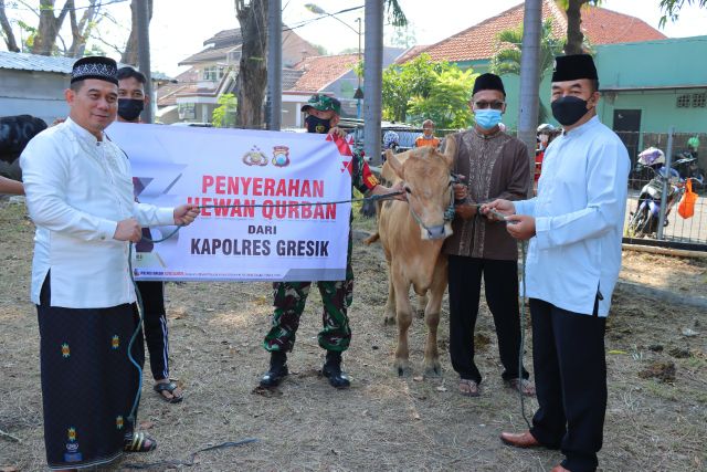 Polres Gresik Salurkan 84 Hewan Kurban