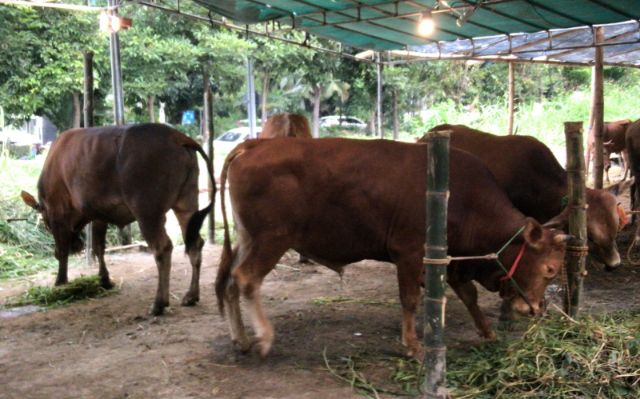 Gawat, Stok Vaksin PMK di Jatim Menipis