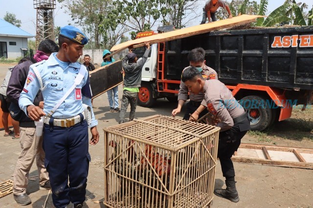 Tim Gabungan Bongkar 2 Arena Sabung Ayam di Singosari