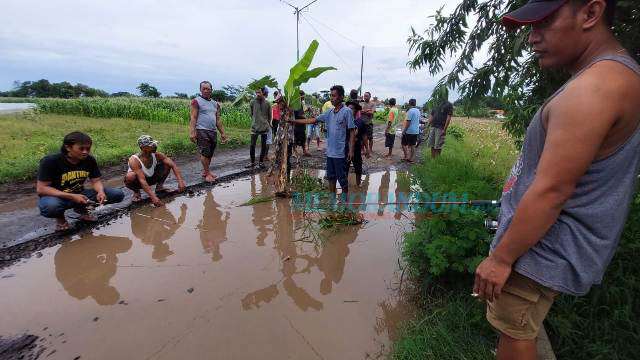 Protes Jalan Rusak, Warga Dusun Lajuk Tanam Pisang dan Mancing di Genangan