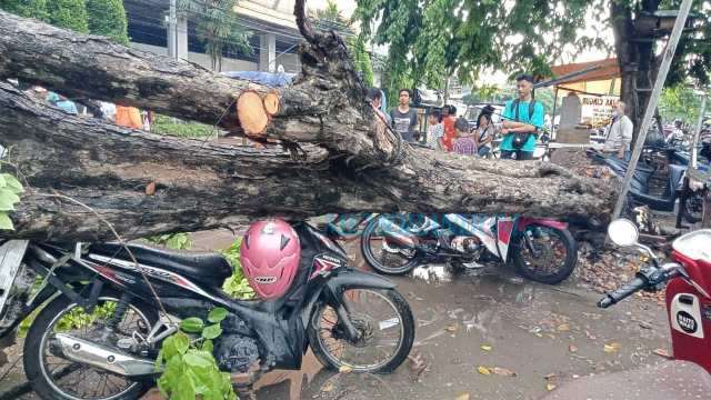 Tersapu Angin, Pohon Bertumbangan Timpa Motor