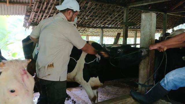 40 Ribu Vaksin Sapi Diterima Pemkab Tulungagung, 32 Tim Vaksinator Diterjunkan