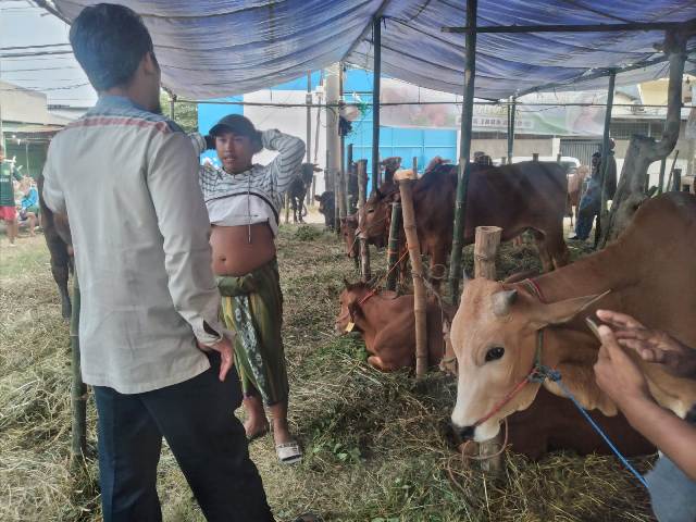 Wabah PMK Tak Pengaruh Penjualan Hewan Kurban