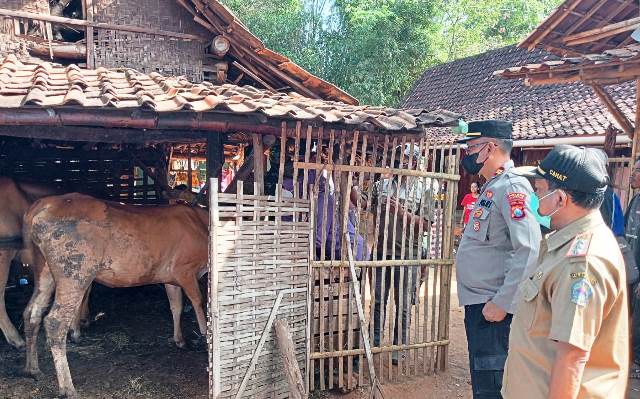 Sisir Desa Duwa’ Buter, Forkopimcam Kwanyar Laksanakan Vaksinasi PMK
