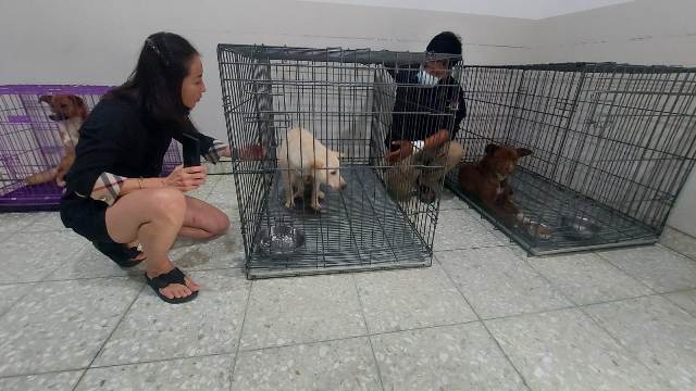 Masih Ada 20 Rumah Jagal Anjing di Surabaya