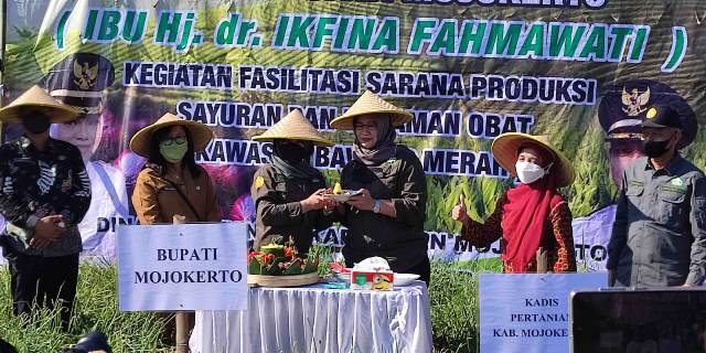 Panen Raya Bawang Merah di Pacet, Ini Pesan Bupati Ikfina