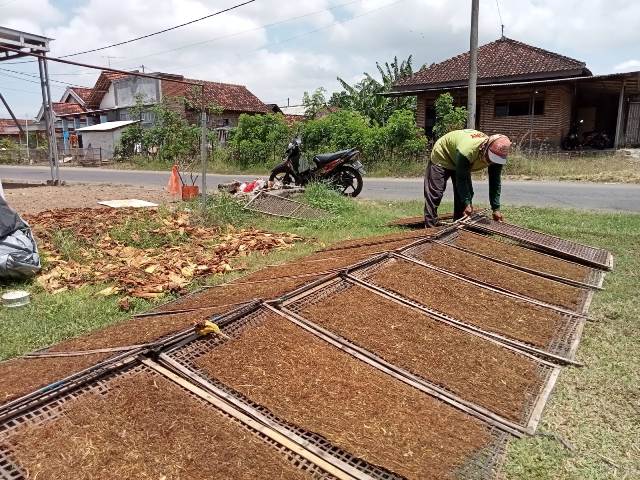 Panen Raya, Harga Tembakau Tulungagung Turun