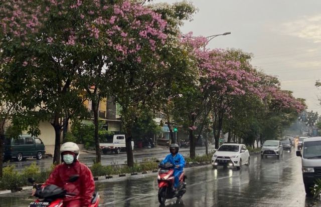 Melihat Pesona Bunga Tabebuya di Musim Hujan