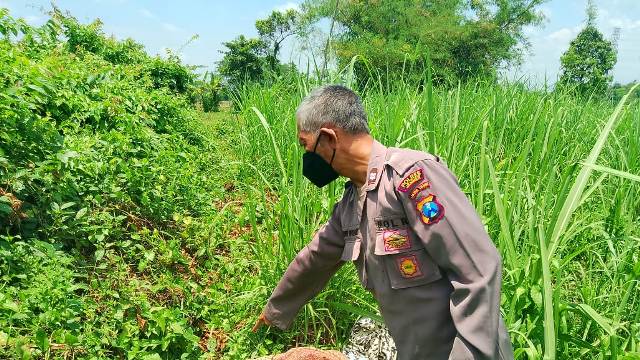 Warga Pakusari Jember Digegerkan Penemuan Mayat di Kebun Tebu