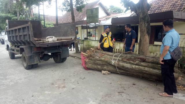 Tak Bisa Masukkan ke Truk, Pencurian Sono Keling Gagal