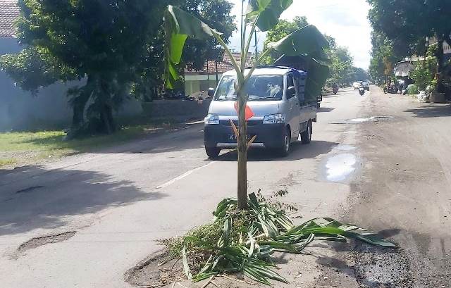 Kesal Tak Diperbaiki, Warga Pinggirsari Tanam Pisang di Jalan Rusak