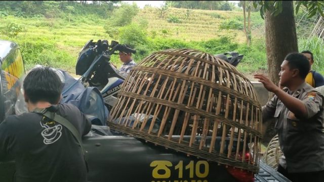 Polisi Gerebek Judi Sabung Ayam Desa Ngembeh