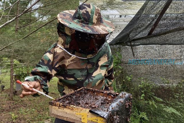 Manfaatkan Lahan Pascatambang Hasilkan Madu Terbaik Lebah Trigona 
