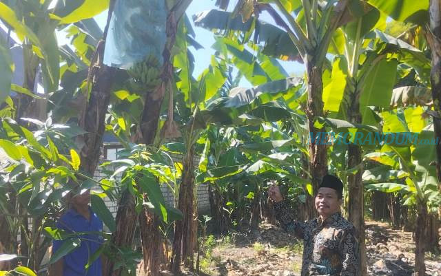 Pisang Cavendish Jadi Ikon Desa Tanjung Sari