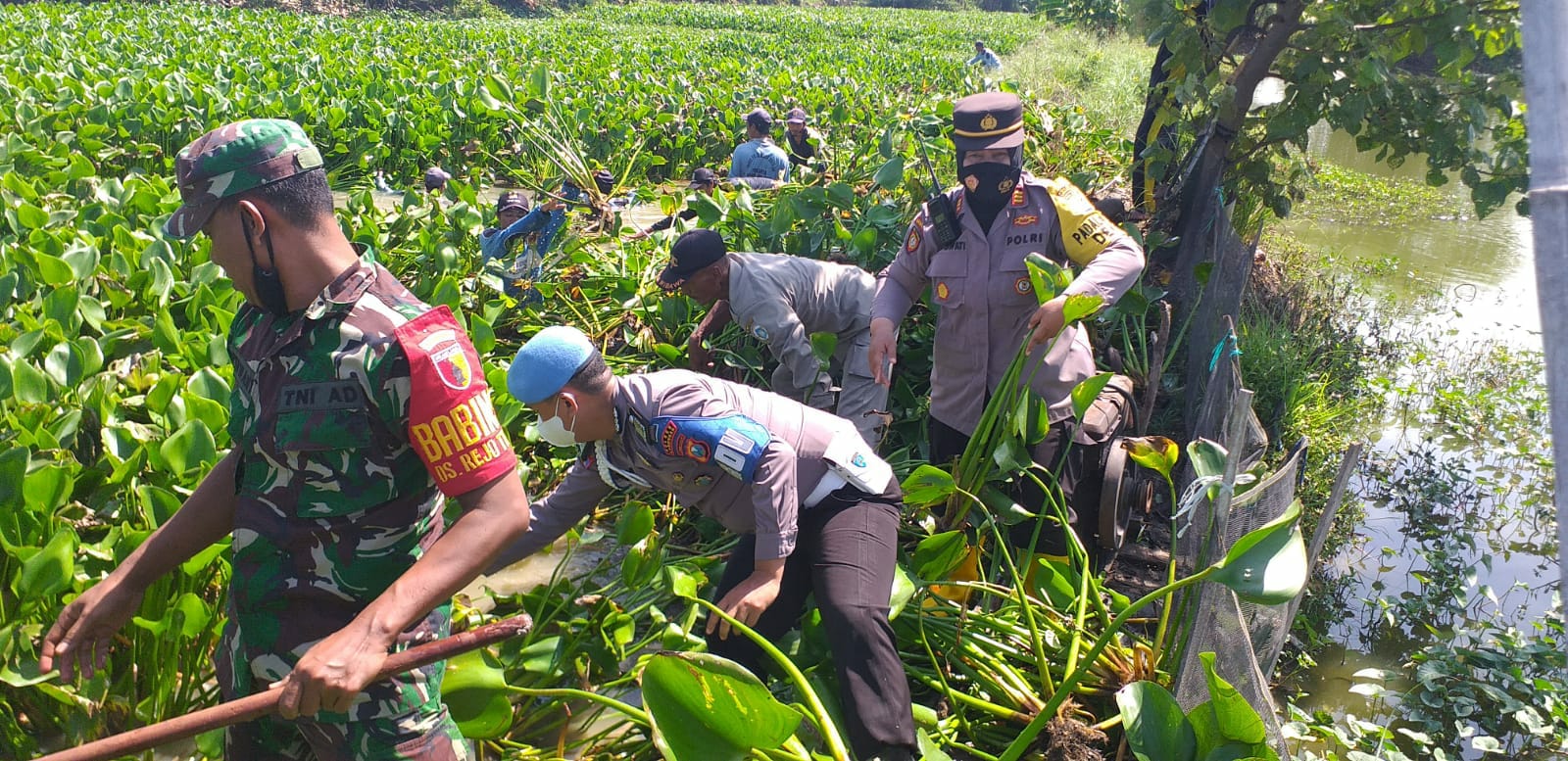 Aksi Kapolsek di Lamongan Terjun ke Sungai Bersihkan Eceng Gondok Bareng Warga Antisipasi Banjir