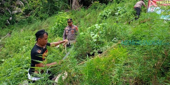 Berawal dari Mahasiswa KKN Mengisap Ganja, Polisi Berhasil Ungkap 4 Hektare Ladang Ganja