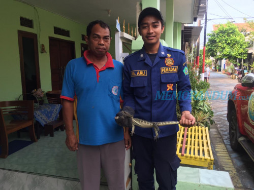 Tim Rescue Sidoarjo Tangkap Biawak Masuk Rumah Warga