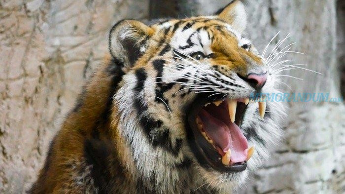 Arti Mimpi Dikejar Harimau Menurut Pandangan Islam dan Secara Umum
