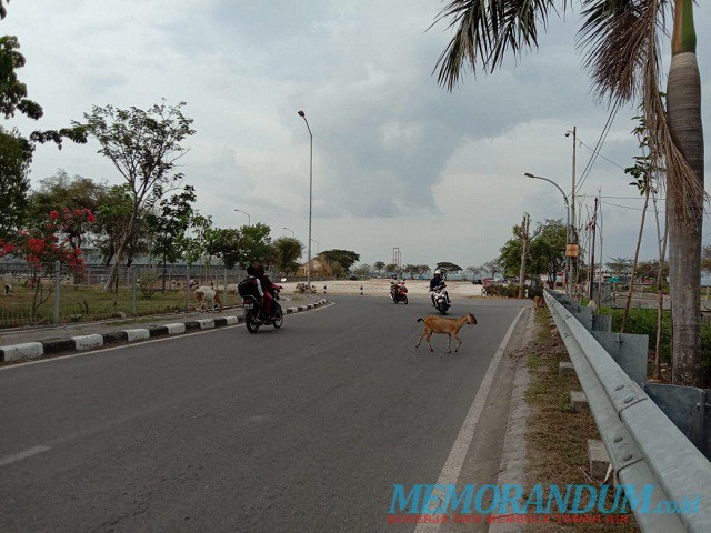 Hewan Ternak Berkeliaran di Tambak Wedi, Pemilik Bisa Didenda Rp 50 Juta