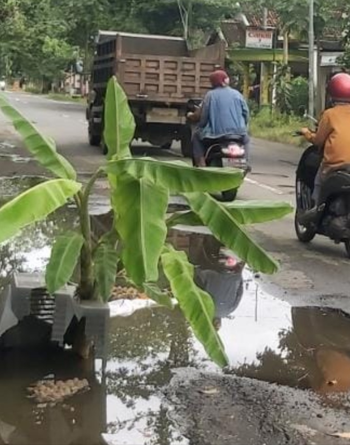 Kesal Banyak Lubang di Jalan, Warga Ngantru Pilih Tanami Pohon Pisang