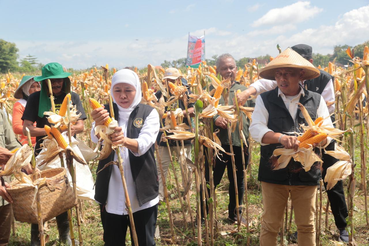 Pemprov Jatim Berhasil Pertahankan Kenaikan Nilai Tukar Petani di Tengah Panen Raya