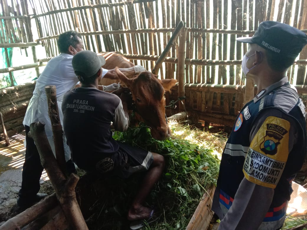 Cegah Wabah PMK, Kapolres Lamongan Perintahkan Bhabinkamtibmas Aktif Sambang Peternak