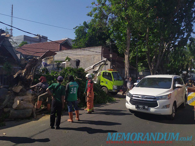 Tumbang,  Pohon Angsana Hancurkan Kanopi dan Warung Kopi